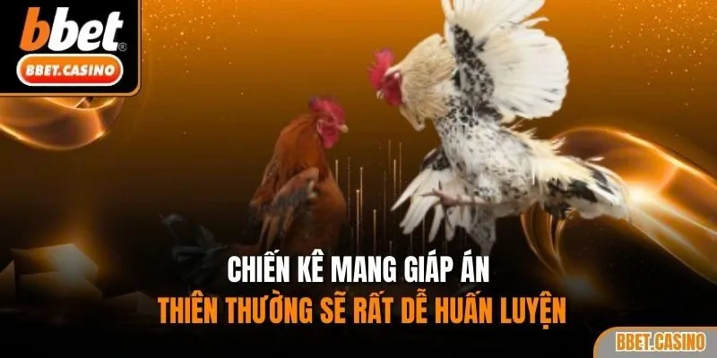 Chiến kê mang giáp án thiên thường sẽ rất dễ huấn luyện
