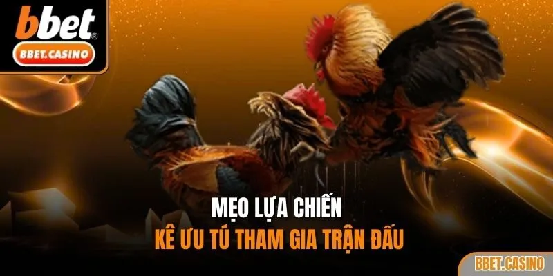 Mẹo lựa chiến kê ưu tú tham gia trận đấu