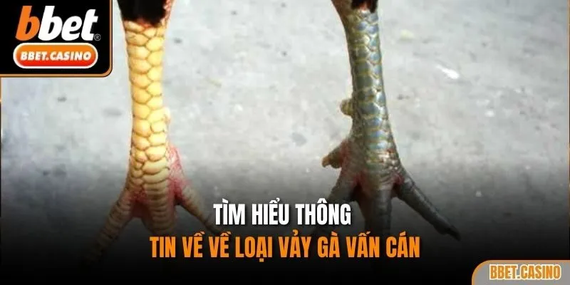 Tìm hiểu thông tin về về loại vảy gà vấn cán