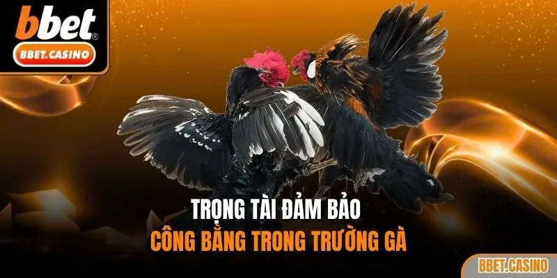 Trọng tài đảm bảo công bằng trong trường gà
